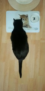 2017-04-08 18.48.22.jpg