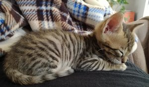 IMG_20170428_153300_2 (2).jpg