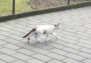 Bildschirmfoto 2017-05-06 um 06.38.35.png