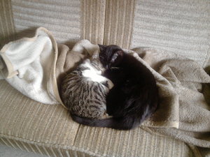 bilder von loona 015.jpg