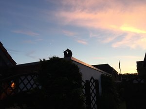 IMG_6086.JPG IMG_6086.JPG