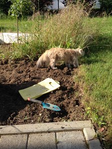 10.07.2016 Haus und Katzen 030.jpg