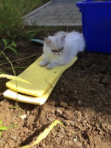 10.07.2016 Haus und Katzen 033.jpg