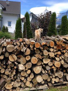 10.07.2016 Haus und Katzen 019.jpg