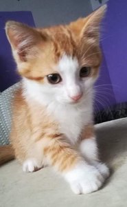 WhatsApp Image 2017-07-14 at 09.41.58.jpeg