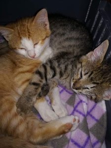 WhatsApp Image 2017-07-14 at 09.42.00.jpeg