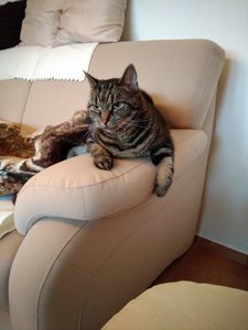 Amy auf der Sofa lehne.jpg