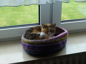 Katzen 3.8.17 001.jpg