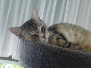 Katzen 3.8.17 005.jpg