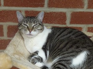 Katzen 3.8.17 006.jpg