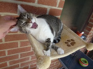 Katzen 3.8.17 009.jpg