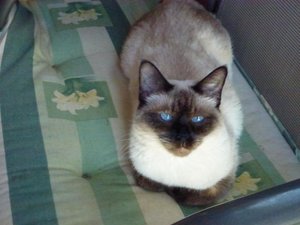 Katzen 3.8.17 011.jpg