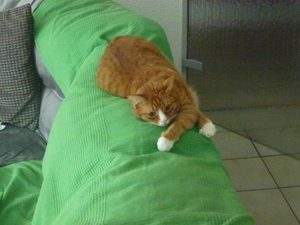 Katzen 3.8.17 014.jpg