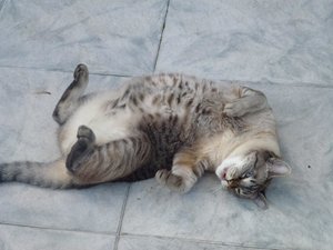 Katzen 3.8.17 023.jpg