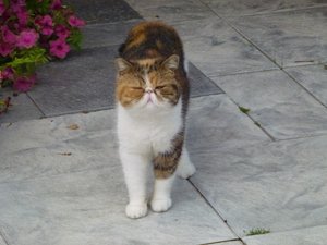 Katzen 3.8.17 021.jpg