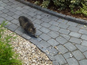 Katzen 3.8.17 015.jpg