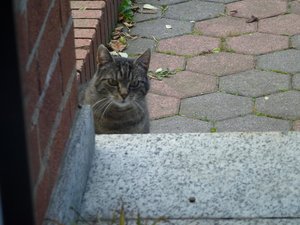 Katzen 3.8.17 016.jpg