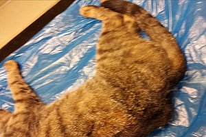 Katze Totfund Solingen 30.08.2017klein.jpg