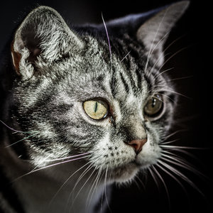 Katzen B&T lLAB-8.jpg