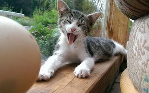 Molly9 - 1920 x 1200.jpg