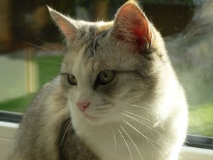 katzengesichter 2017 016.jpg