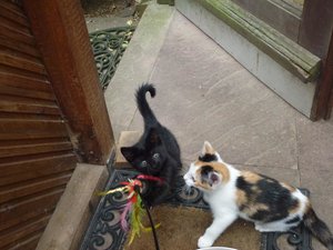 Röhrser Kitten 22.08.16 019.jpg