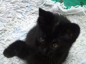 Röhrser Kitten 22.08.16 002.jpg