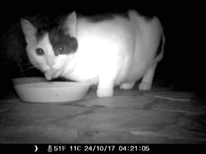 Wildkamera 23.10 149.jpg