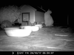 Wildkamera 23.10 165.jpg