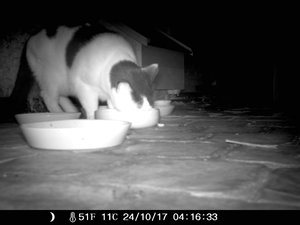 Wildkamera 23.10 145.jpg