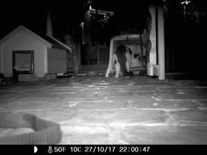 Wildkamera 27.10 064.jpg