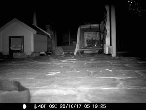 Wildkamera 27.10 226.jpg