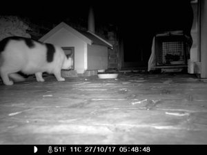 Wildkamera 26.10 180.jpg