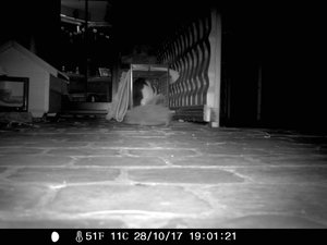 Wildkamera 28.10 018.jpg