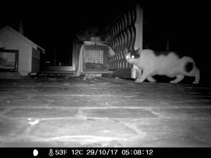 Wildkamera 28.10 217.jpg