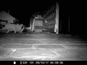 Wildkamera 28.10 218.jpg