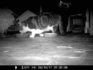 Wildkamera 26.10 073.jpg