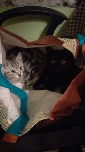 WhatsApp Image 2017-10-30 at 17.48.27.jpeg