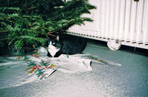 Sternchen 001 (3).jpg