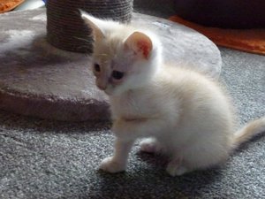 KITTEN 014.jpg