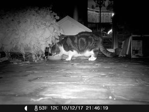 Wildkamera 10.12 017.jpg