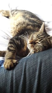 WhatsApp Image 2018-02-01 at 14.56.11.jpeg