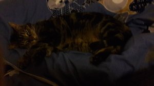 WhatsApp Image 2018-02-02 at 20.14.36.jpeg