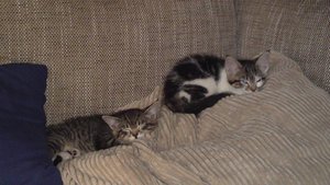 Bella und Bamboo (4).jpg