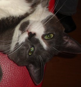 Billy 177 - Kopie.JPG