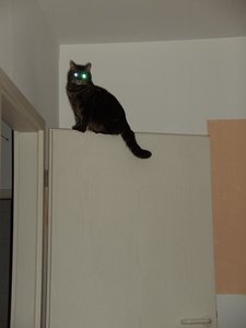 Gismo & Muzze 003.JPG