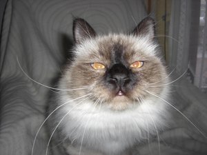 Merlin und Pupsi 020.jpg