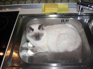 Merlin und Pupsi 039.jpg