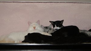 gruppenkuscheln auf dem Schrank.jpg