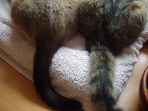 Und noch welche 015.jpg